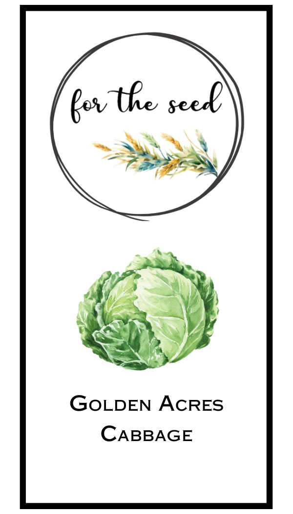 Golden Acre Cabbage