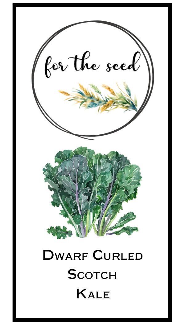 Dwarf Curled Scotch Kale