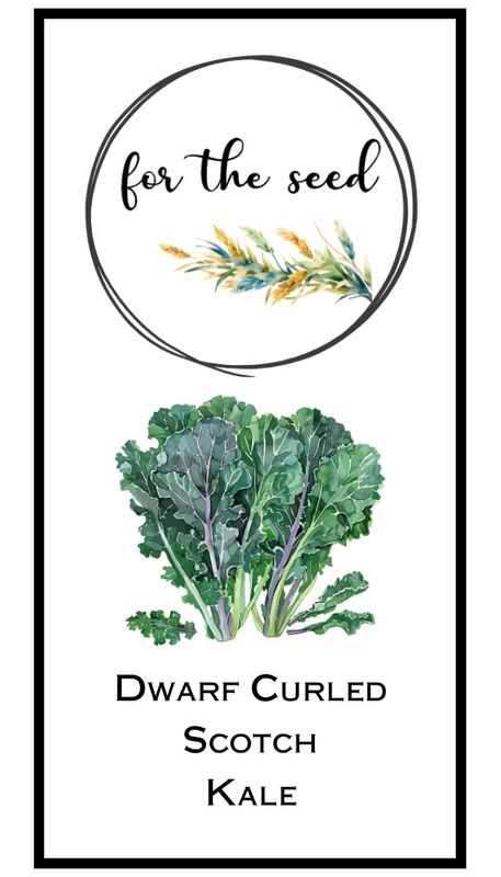 Dwarf Curled Scotch Kale