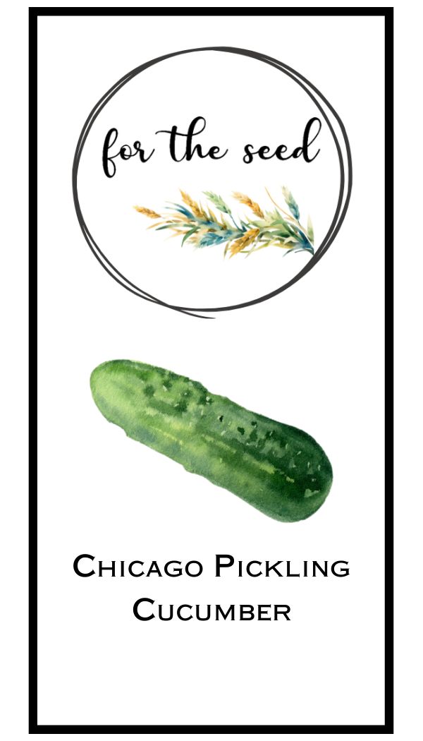 Chicago Pickling Cucumber