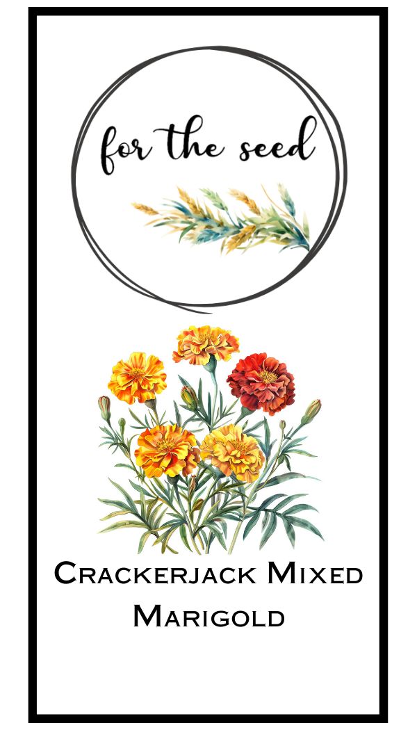 Crackerjack Mixed Marigold
