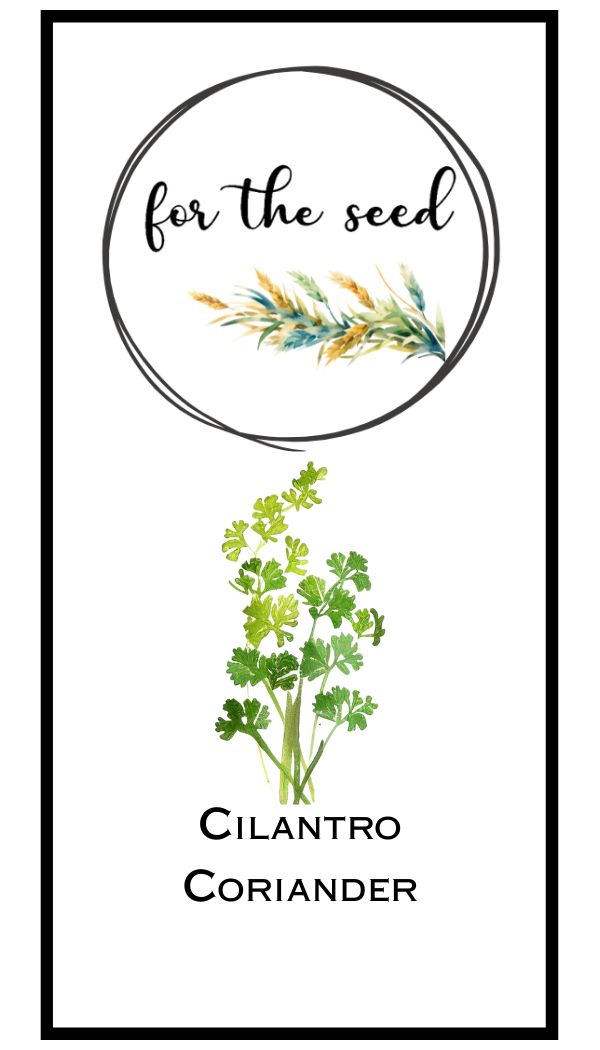 Cilantro Coriander