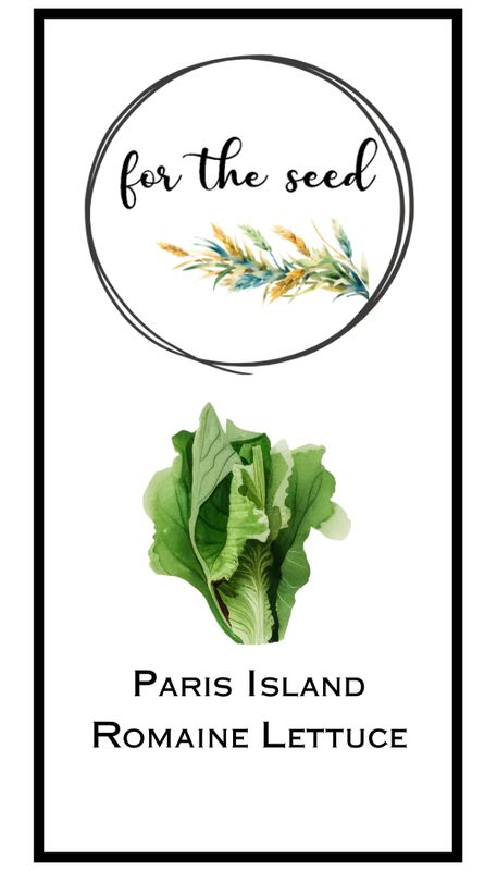 Paris Island Romaine Lettuce