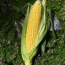 Corn