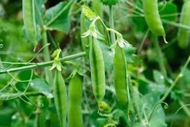 Peas