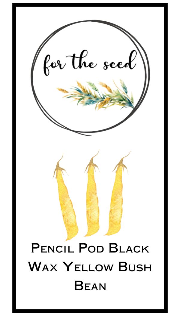 Pencil Pod Black Wax Beans - Standard
