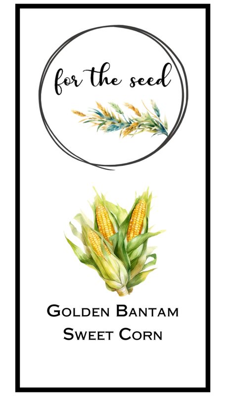 Golden Bantam Sweet Corn - Standard Pack