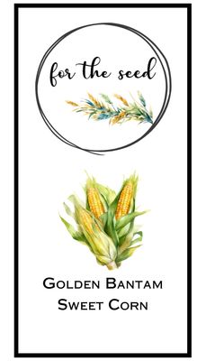 Golden Bantam Sweet Corn - Large Pack