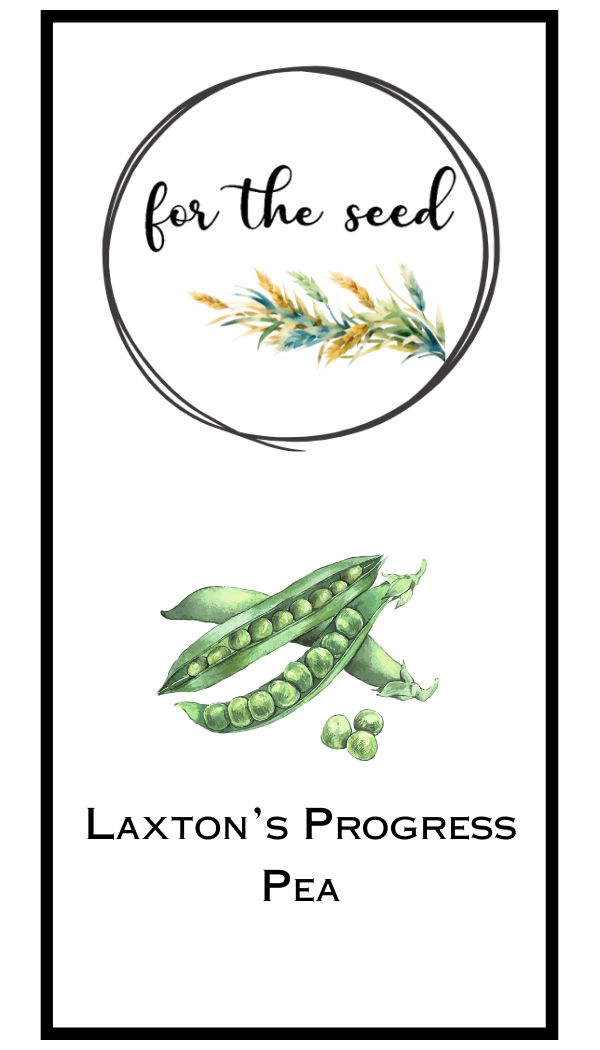 Laxton&#39;s Progress Pea - 1/4lb Large Pack