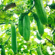 Gourds
