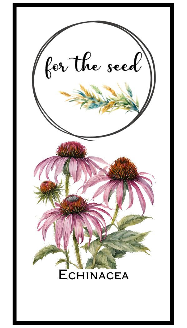 Echinacea
