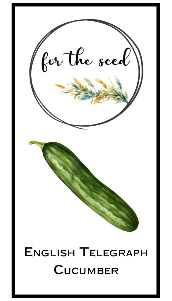 English Telegraph Cucumber