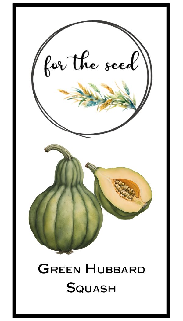 Green Hubbard Squash (Winter)