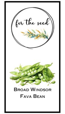 Broad Windsor Fava Beans - Community Pack - 1 lb