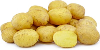 German Butterball Heritage Organic Seed Potato