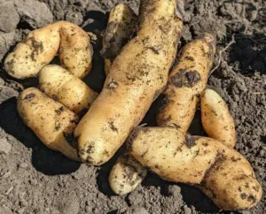 Banana Heritage Organic Seed Potato