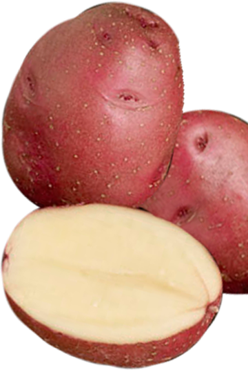 Rode Eersteling Heritage Organic Seed Potato