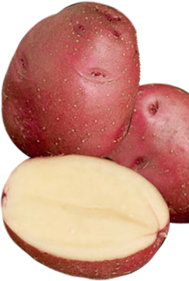 Rode Eersteling Heritage Organic Seed Potato