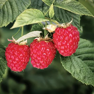 Bare Root Raspberries