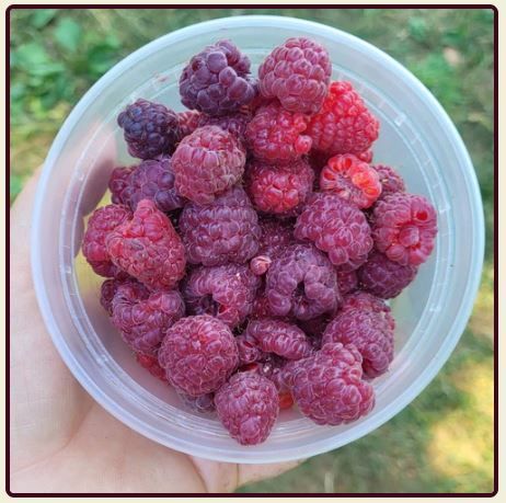 Royalty Raspberry Bare Root 3 Pack
