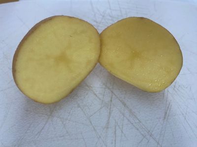 Organic Yellow Seed Potatoes