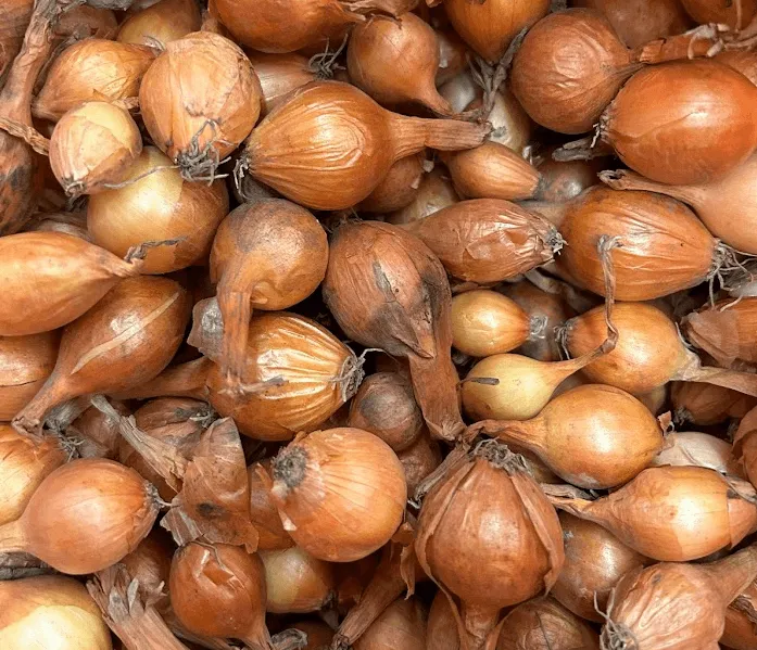 Spanish Onion Set
