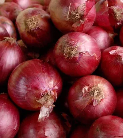 Red Baron Onion Set