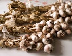 Soft Neck Seed Garlic