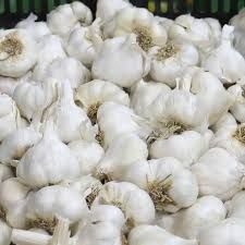Soft Neck Seed Garlic - Single Bulb