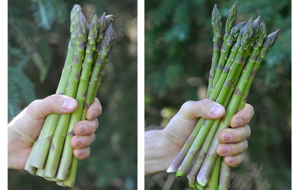 Guelph Millennium Asparagus Crown - 10 Pack