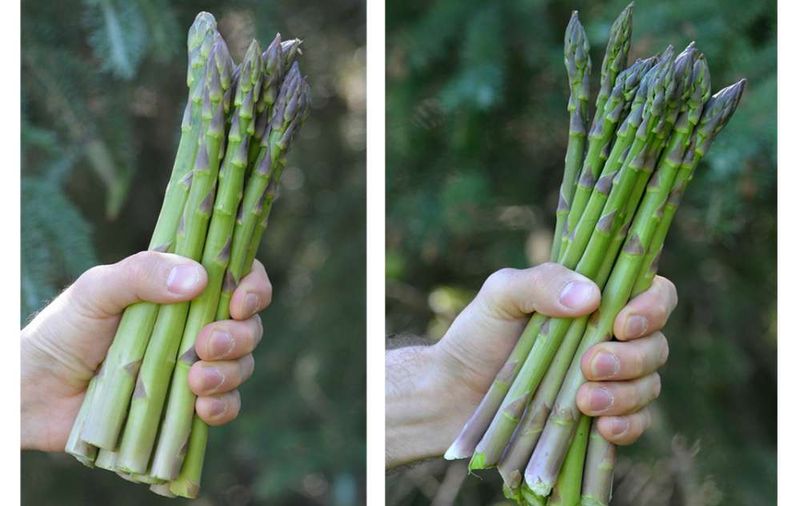 Guelph Millennium Asparagus Crown - 10 Pack