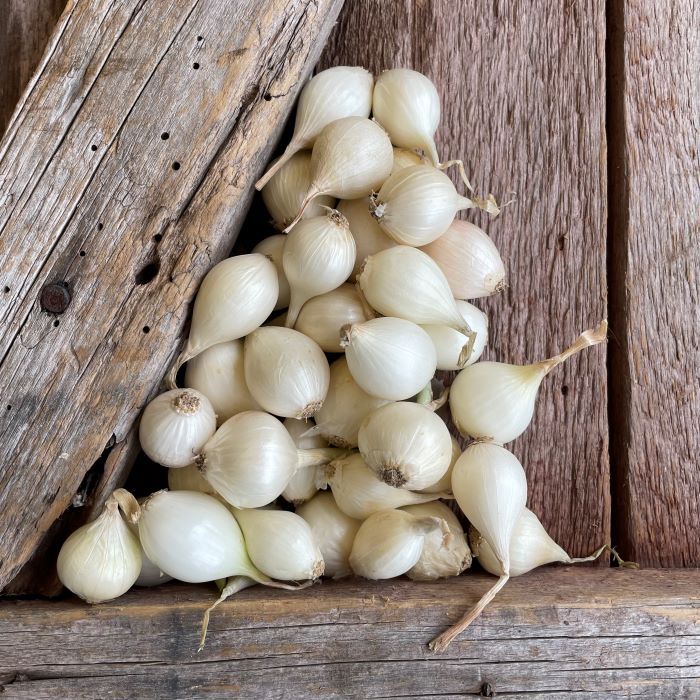 White Onion Set