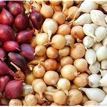Mixed Onion Set