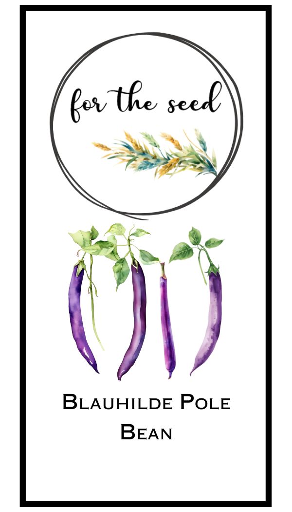 Blauhilde Pole Beans
