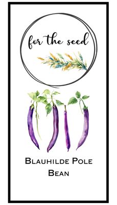 Blauhilde Pole Beans