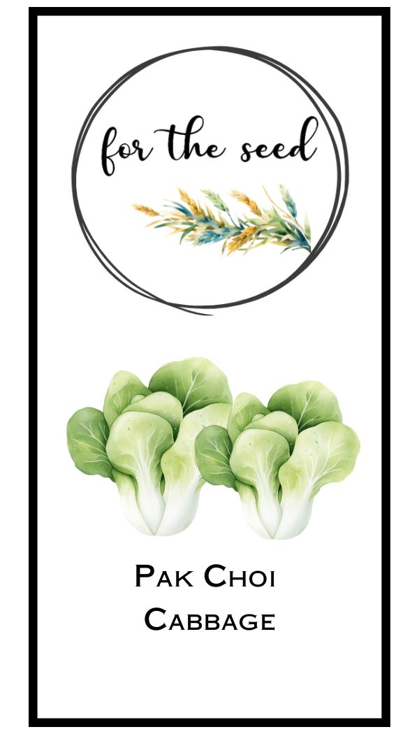 Pak Choi Cabbage