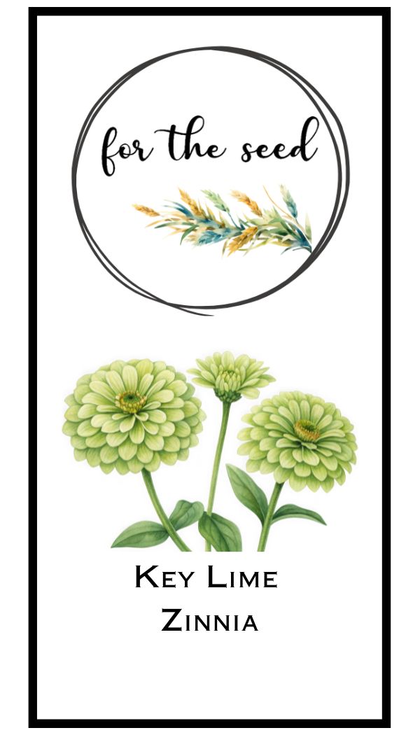Key Lime Zinnia
