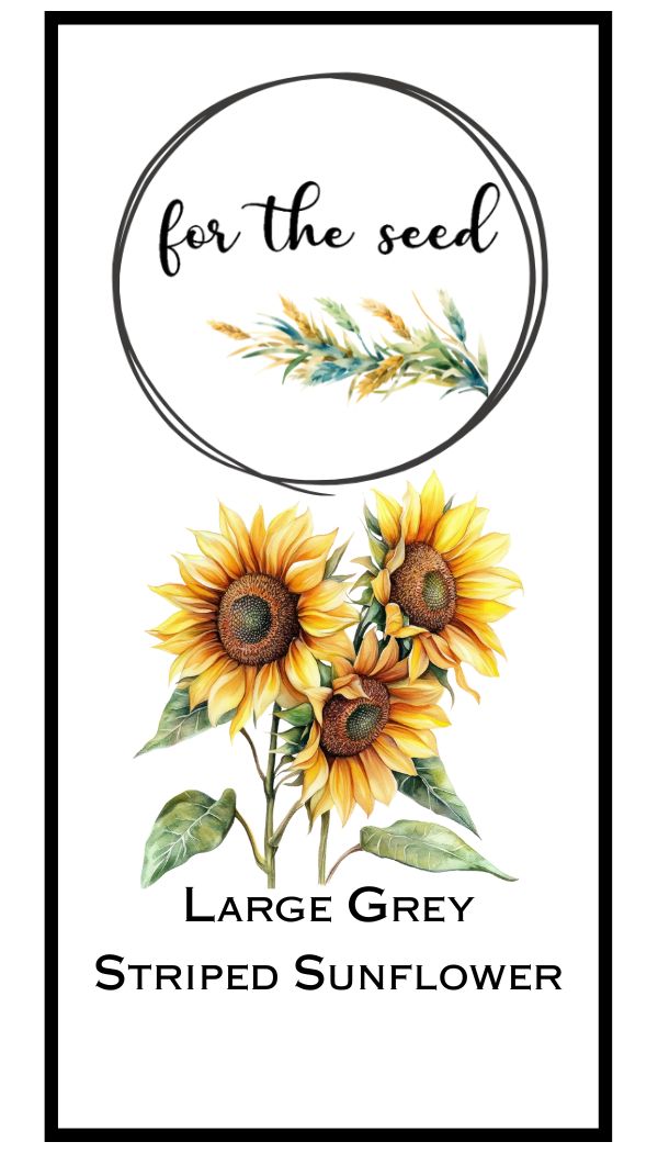 Large Grey Striped Sunflower