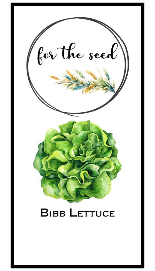 Bibb Lettuce