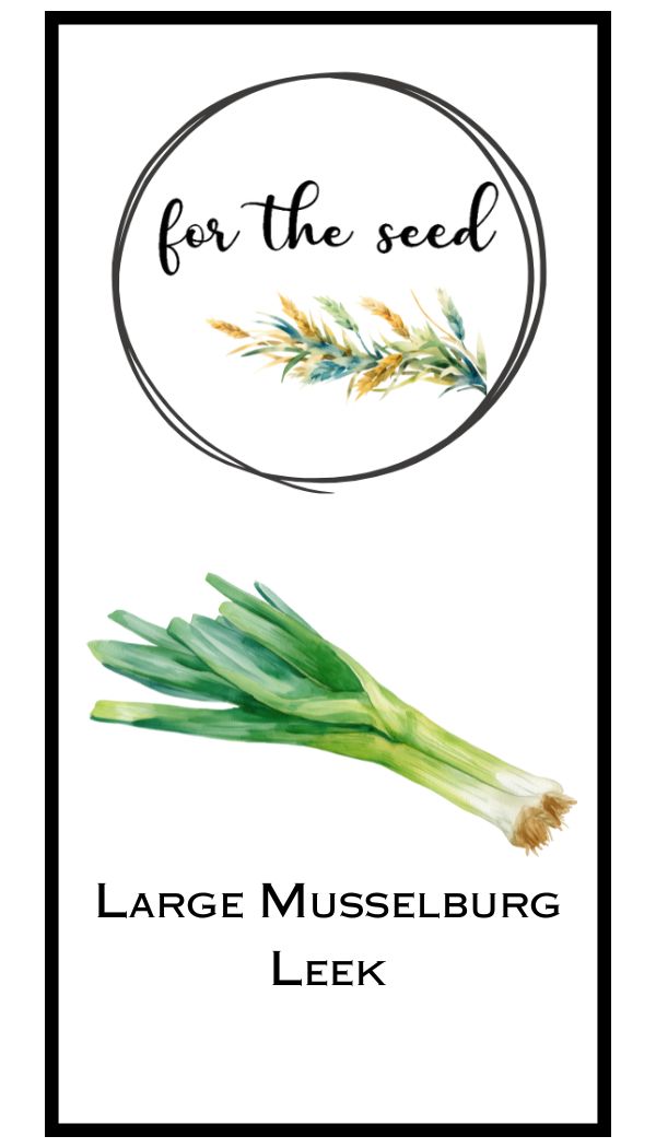 Large Musselburg Leek