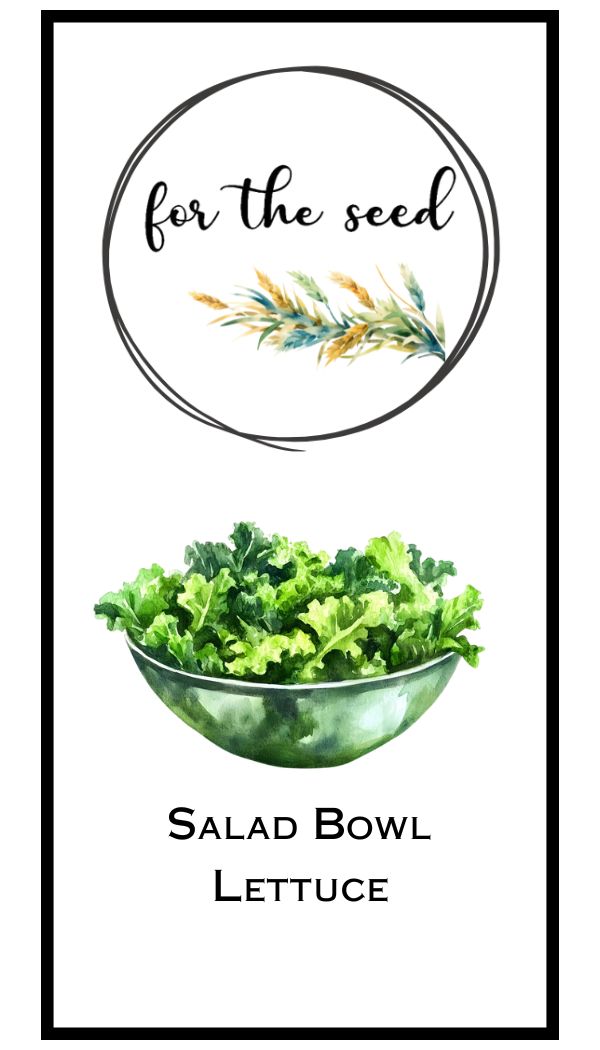 Salad Bowl Lettuce
