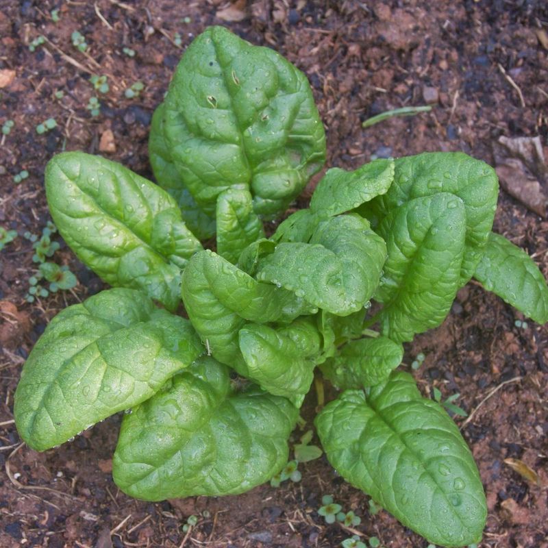 Spinach
