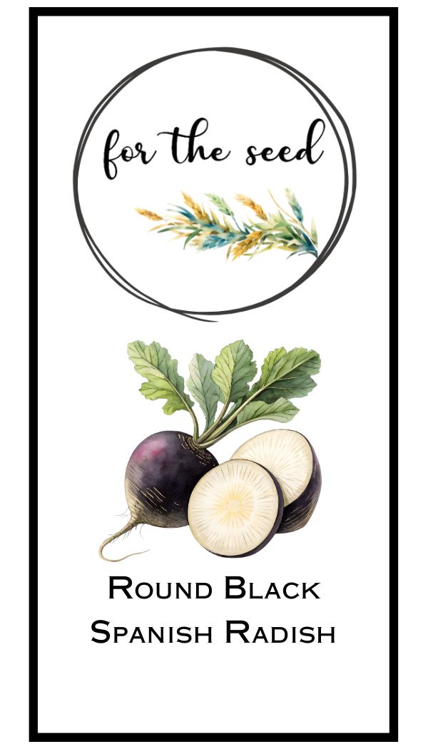 Round Black Spanish Radish