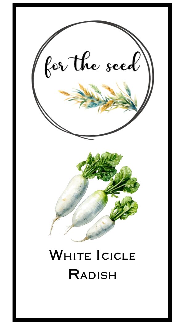 White Icicle Radish