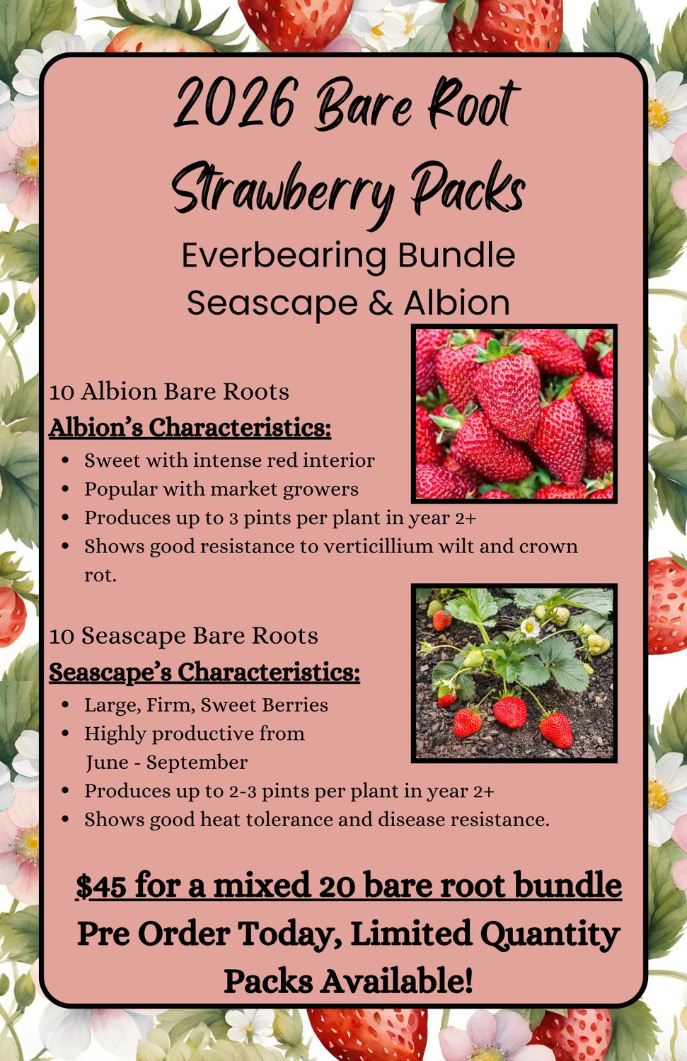 Bare Root Strawberry Mixed Everbearing 20 Pack