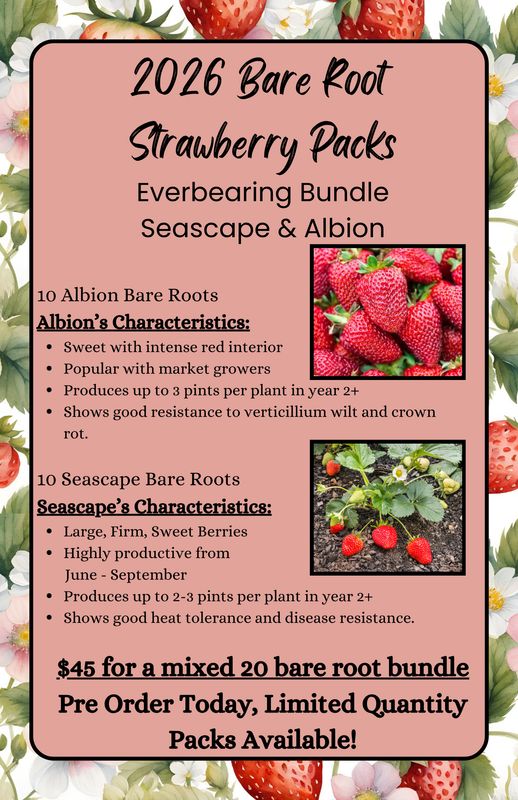 Bare Root Strawberry Mixed Everbearing 20 Pack