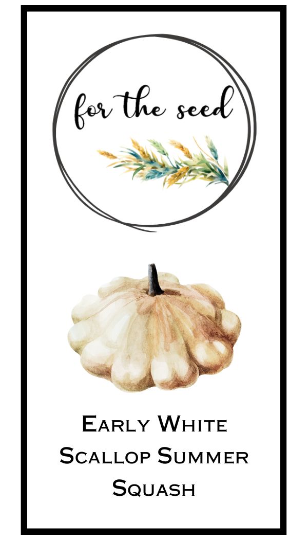 Early White Scallop Summer Squash