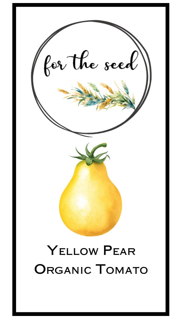 Yellow Pear Organic Tomato (Indeterminant)