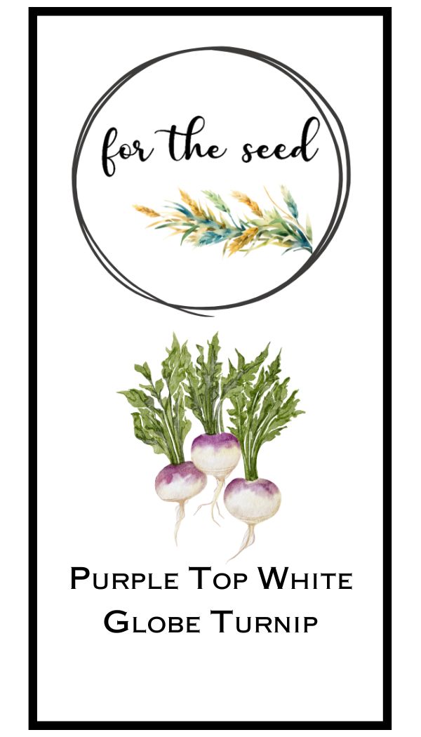 Purple Top White Globe Turnip