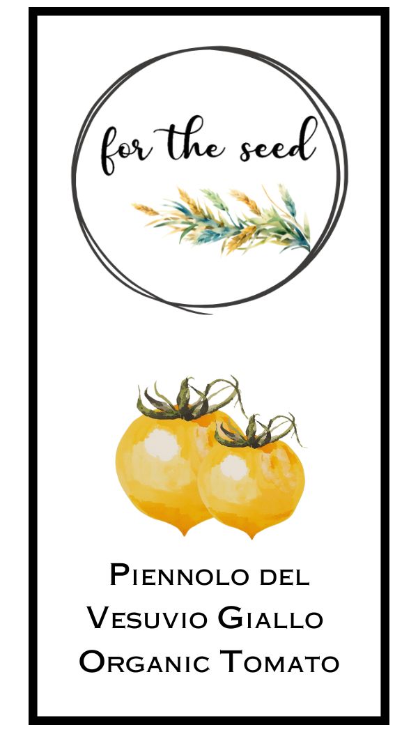 Piennolo Del Vesuvio Giallo Organic Tomato (Indeterminant)